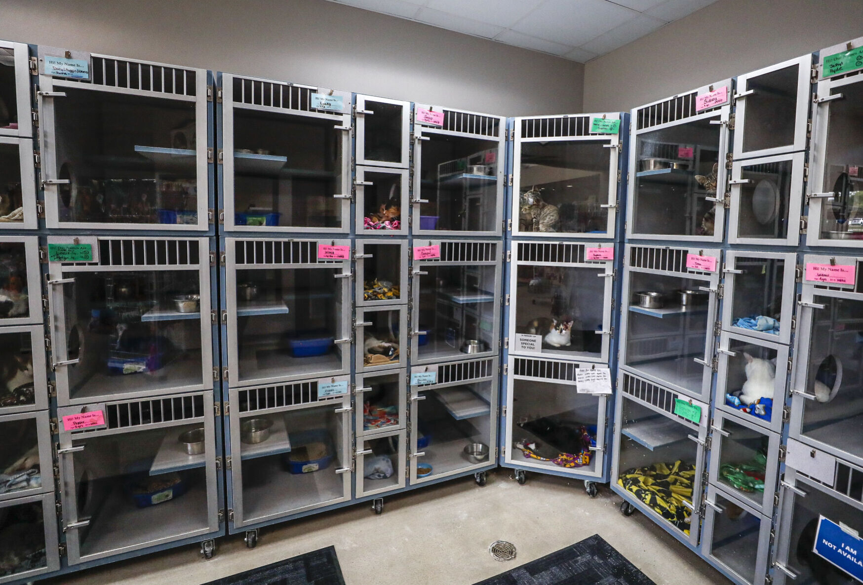 Cat Condos 5